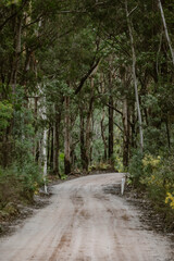 Fototapeta premium Empty sandy road outdoor in the wilderness