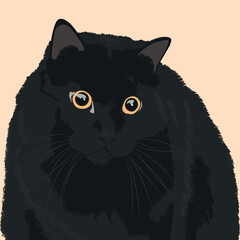 A cute little house cat.
A cat with surprised eyes.