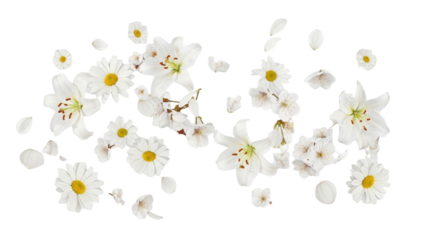 Scattered White Daisy and Lily Flowers with Brown Debris isolated on transparent background