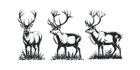 Three majestic stags with elaborate antlers stand in grass