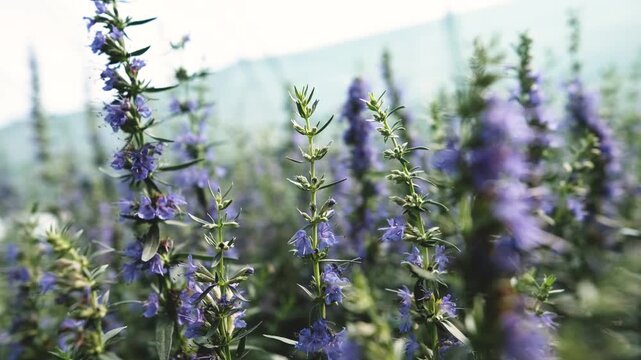 Hyssopus officinalis, commonly known as hyssop, in a garden center greenhouse. Hyssopus officinalis is grown in a plant nursery.