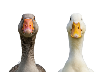 A curious grey goose with a bright orange beak and a white duck with a yellow-orange beak look directly at the camera on a transparent background with copy space, humorous animal portrait concept