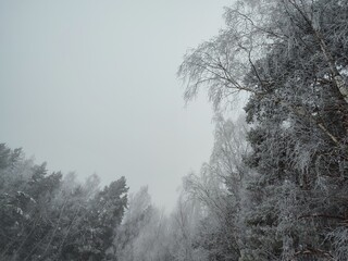 beautiful branches of large coniferous and deciduous trees, covered with white snow and hoarfrost, against the background of a morning, gray, dark, overcast sky, in a cold, fresh, frosty winter forest