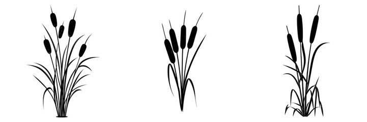 The reedmace plant is also known as bulrush, cattail, or cane, and features a flat, floral element in a modern, isolated illustration style