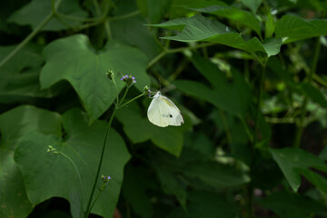 モンシロチョウ