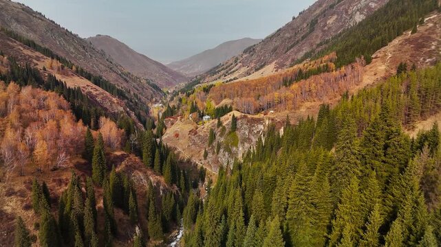 Aerial view panorama of yellow autumn forest in Almaty