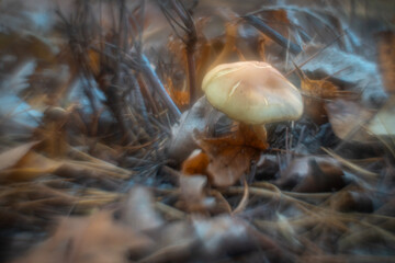 Autumn mushrooms in a Polish forest.
