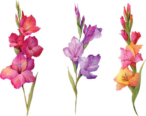 Obraz premium yellow pink and orange gladiolus flowers with leaves