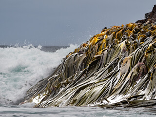 Long ribbons of kelp being struck by a wave on coal rocks