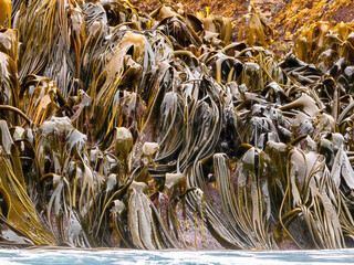 Ribbons of kelp growing on rocks