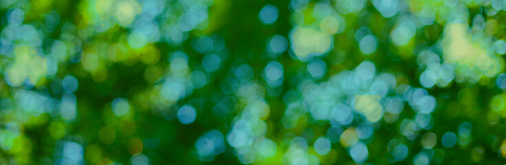 背景ぼかし　緑の森