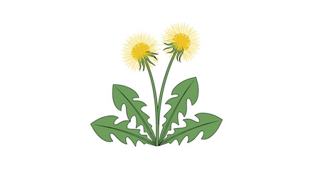 Fototapeta premium A simple, cheerful illustration of two vibrant yellow dandelions with green serrated leaves, blooming brightly on a clean white background.