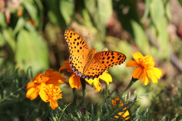 Butterfly skipper or moth on Merigold flower