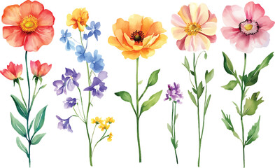 Watercolor floral arrangement isolated on white background with various flowers