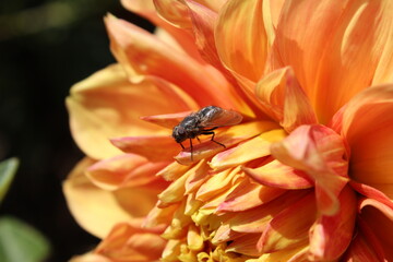 flesh fly or Sarcophaga on Dahlia flower