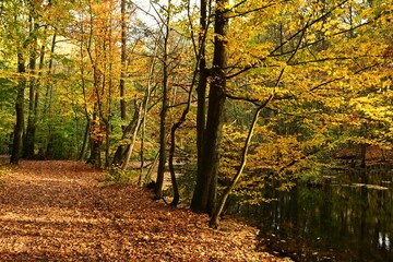 Obraz premium Wide, horizontal landscape featuring a forest path and still water. The warm light filters through the canopy, creating a cozy and relaxing atmosphere for wellness and design themes