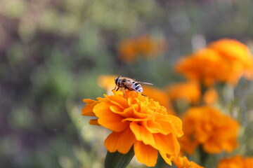 pebble bee or Ceratina on a Marigold yellow flower