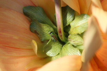 Sweat bees, Ceratina or green bee on Dahlia flower 