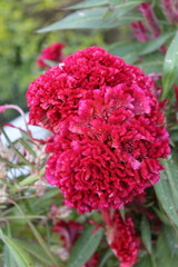 Celosia argentea, Crested cock's comb or the Feather Celosia 