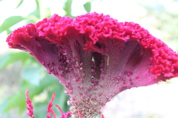 Celosia argentea, Crested cock's comb or the Feather Celosia 