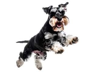 Adorable happy Schnauzer dog joyfully jumping in mid-air, isolated on transparent background, PNG