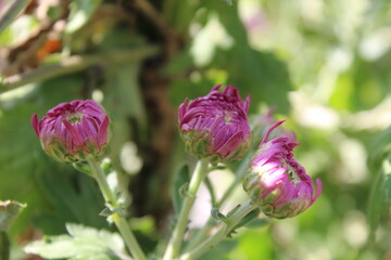 chrysanth, shardy garden mum or the chrysanthemum buds