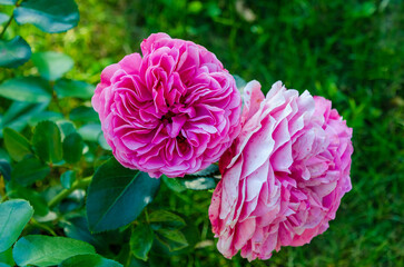 Vibrant pink garden rose blooming in sunlight with soft green background. Macro photo of pink rose in full bloom, natural light, romantic mood, floral beauty concept for nature and love themes.