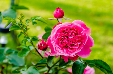Vibrant pink garden rose blooming in sunlight with soft green background. Macro photo of pink rose in full bloom, natural light, romantic mood, floral beauty concept for nature and love themes.