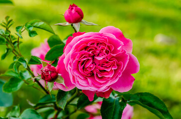 Vibrant pink garden rose blooming in sunlight with soft green background. Macro photo of pink rose in full bloom, natural light, romantic mood, floral beauty concept for nature and love themes.