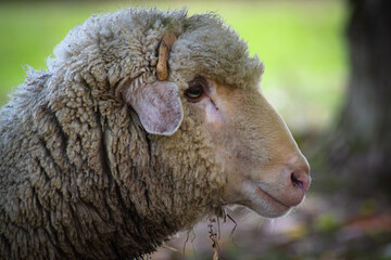 Sheep portrait.