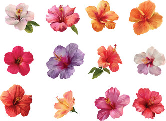 watercolor hibiscus flowers set isolated on white background
