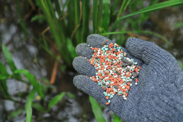 farmer hand hold chemical fertilize for using in green rice filed before harvesting