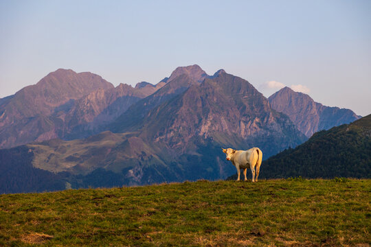 Cow grazing on high mountain pasture near the Col d&rsquo;Azet between the Louron and Aure valleys at sunset