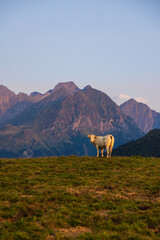 Fototapeta premium Cow grazing on high mountain pasture near the Col d’Azet between the Louron and Aure valleys at sunset