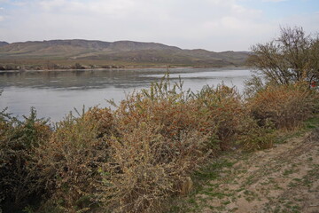 Different vegetation on the banks of the Ili River. National Nature Park.