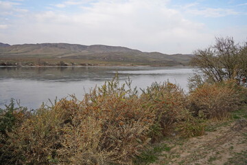 Different vegetation on the banks of the Ili River. National Nature Park.