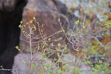 Mountainous terrain and various vegetation on the banks of the Ili River. National Nature Park.
