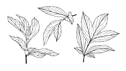 Leaves of peony flowers sketch isolated on white background