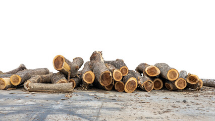 Close-up low-angle view of large logs that have been cut down and piled on a concrete floor, commonly seen in rural Thailand.