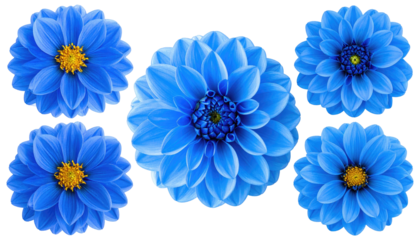 Array of six vibrant, blue, intricately-layered flowers on a transparent background, with contrasting yellow centers
