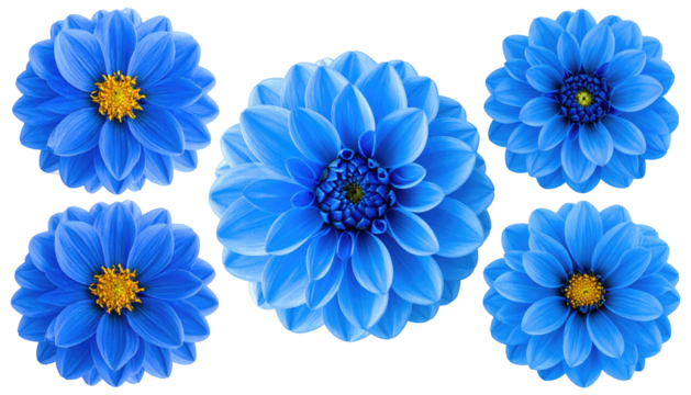 Array of six vibrant, blue, intricately-layered flowers on a transparent background, with contrasting yellow centers