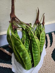 Stink bean is a bold, earthy-scented legume with a sharp aroma and nutty bite, prized in Southeast Asian cooking for its unique flavor that transforms when stir-fried or grilled.
