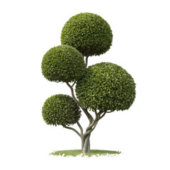 A highly manicured topiary tree with four perfectly spherical green bushes on transparent background