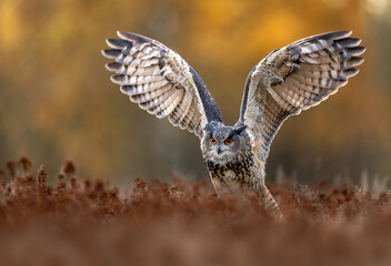 Eurasian eagle owl ( Bubo bubo ) close up