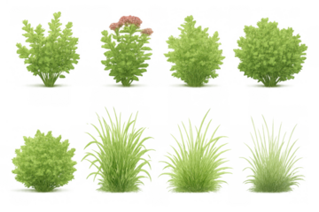 Various types of green bushes, shrubs, and ornamental grass creating a realistic botanical collection for landscaping design, transparent background