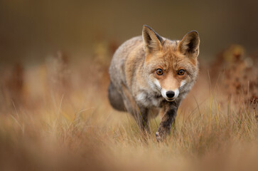 Red Fox ( Vulpes vulpes ) close up
