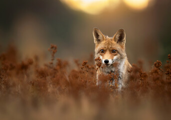 Red Fox ( Vulpes vulpes ) close up