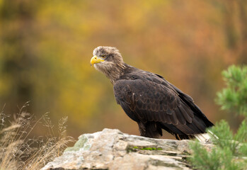 White tailed eagle ( Haliaeetus albicilla)