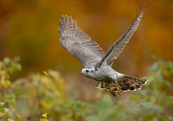 Northern goshawk bird ( Accipiter gentilis )