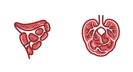 Creative vector illustration depicting human kidney and lymph node on a white background